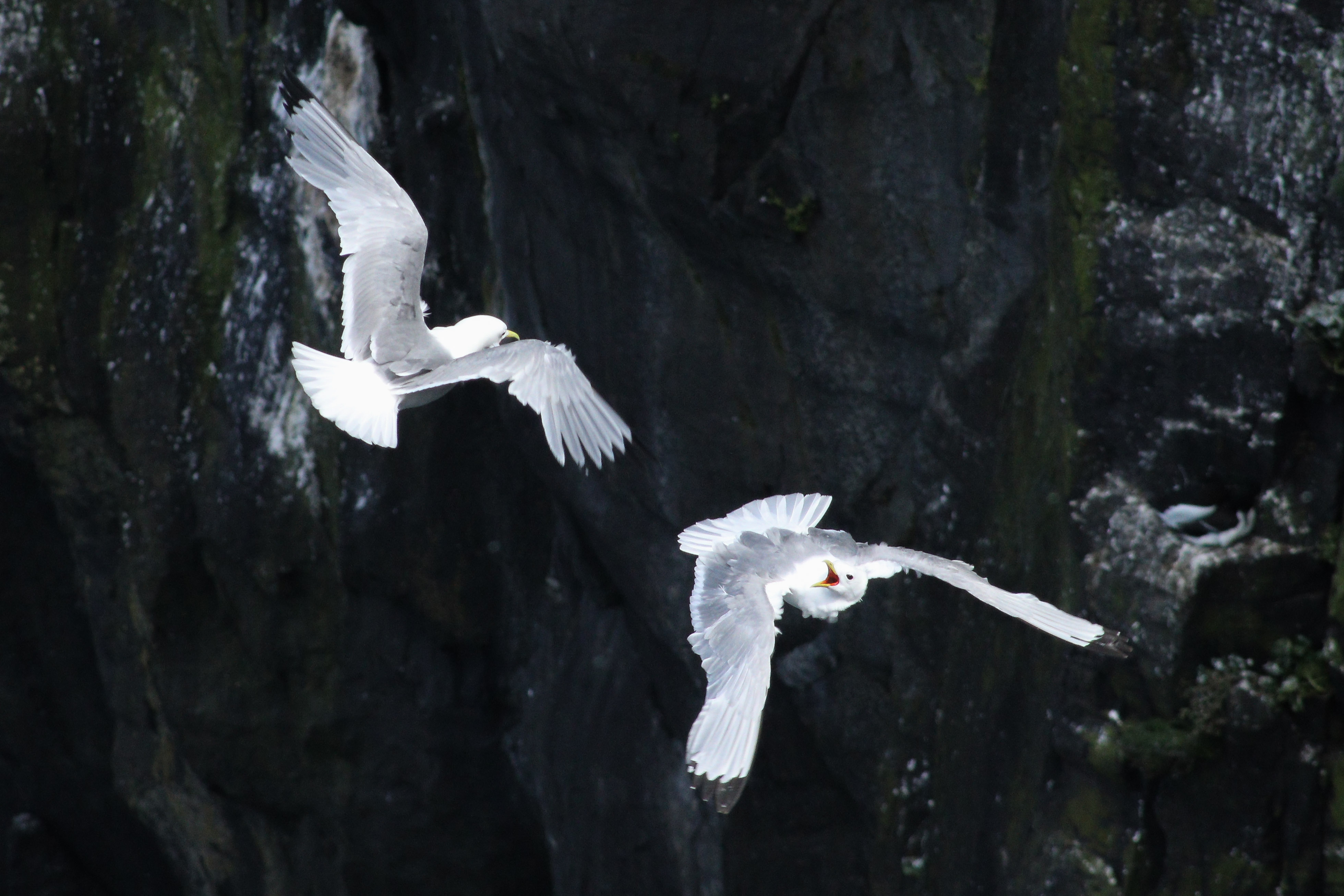 Two kittiwakes in a mid-air scrap