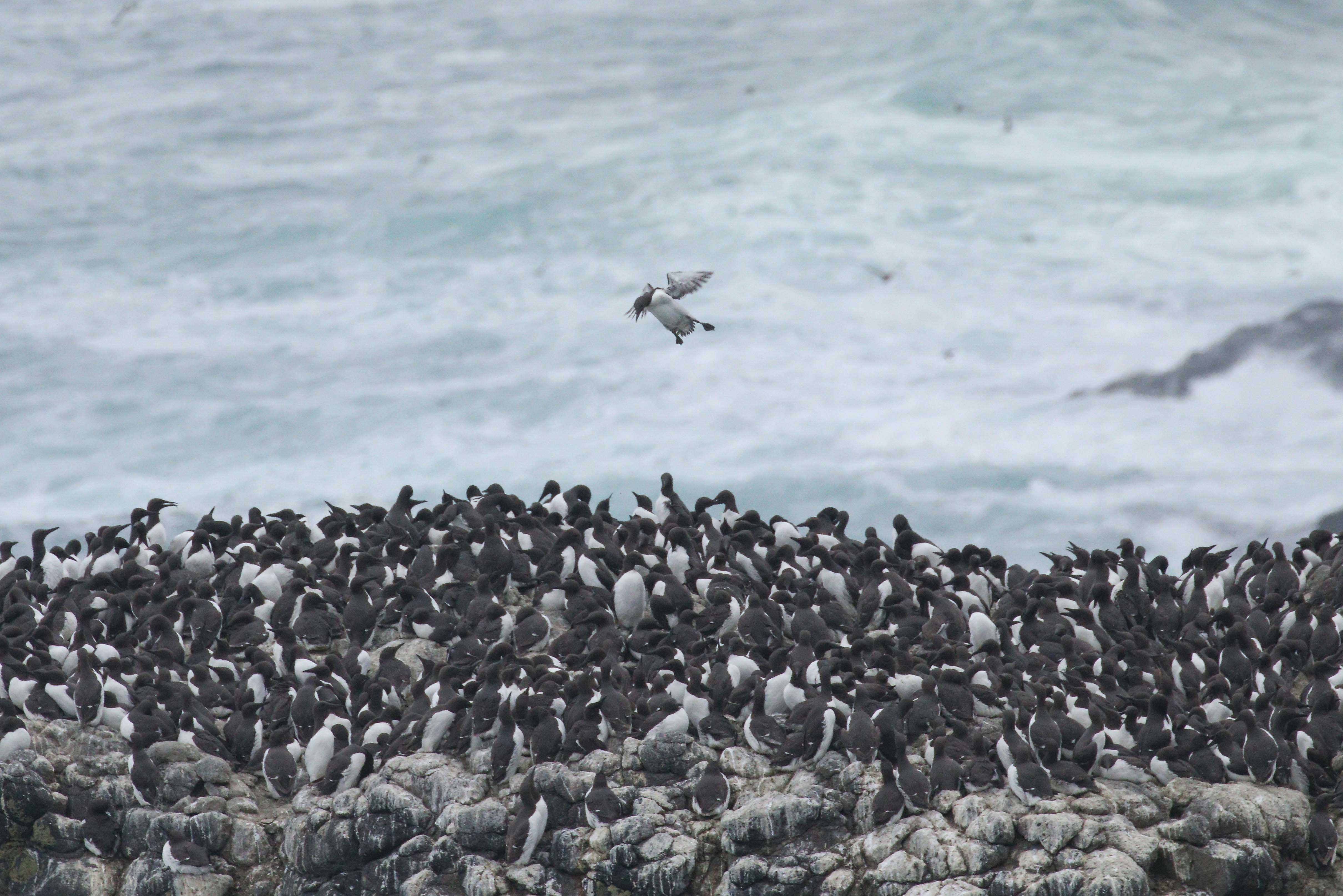 A guillemot colony with a single guillemot coming into land from above