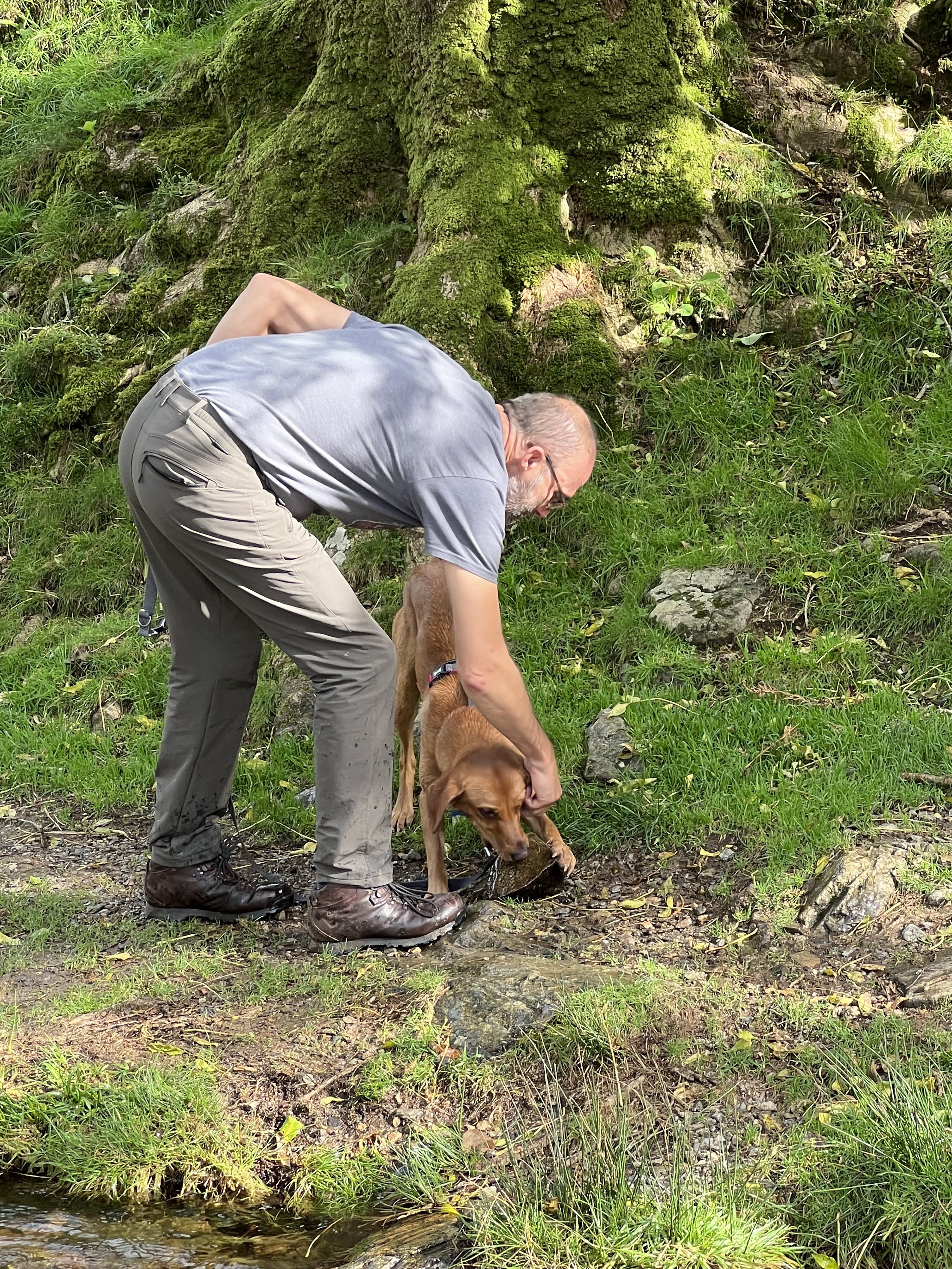 A brown dog with a large rock in their mouth whilst their owner tries to remove it