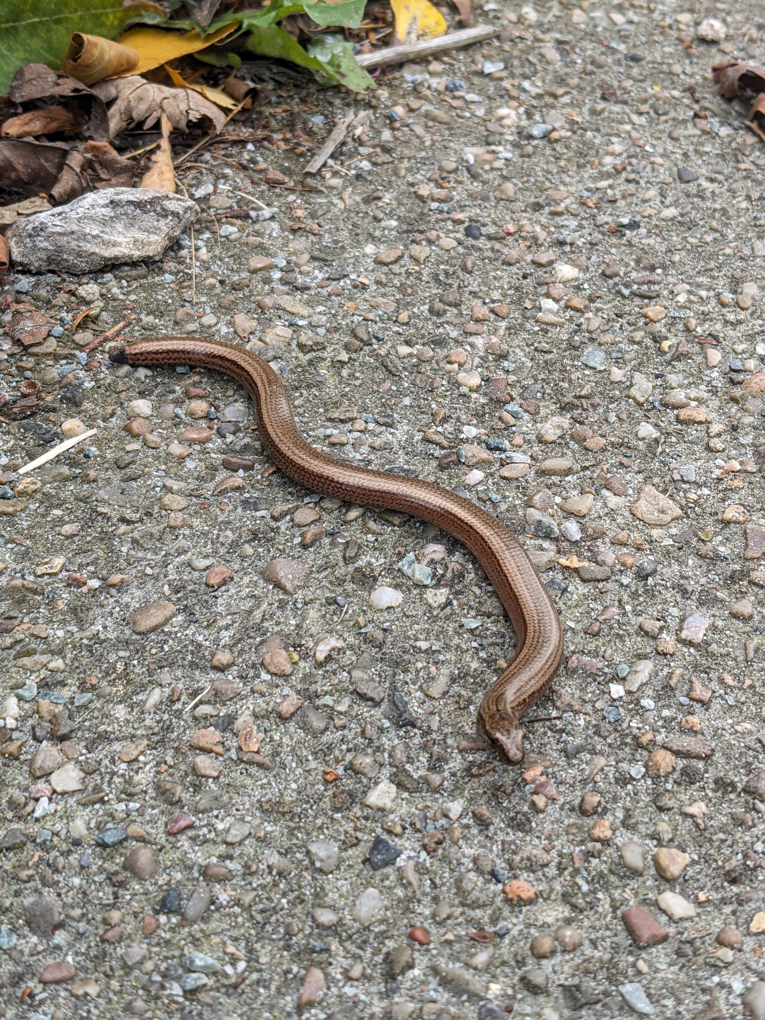 A slow worm on a pavement