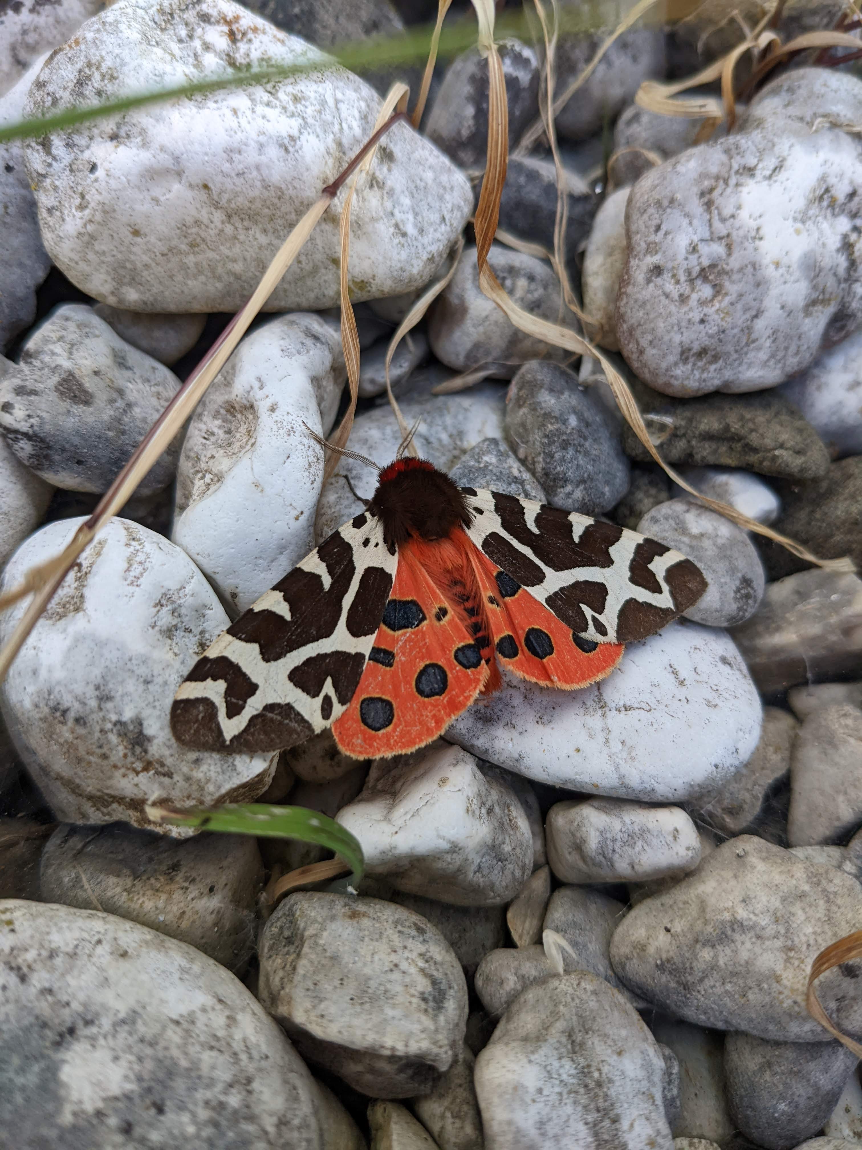 A photo of a garden tiger moth