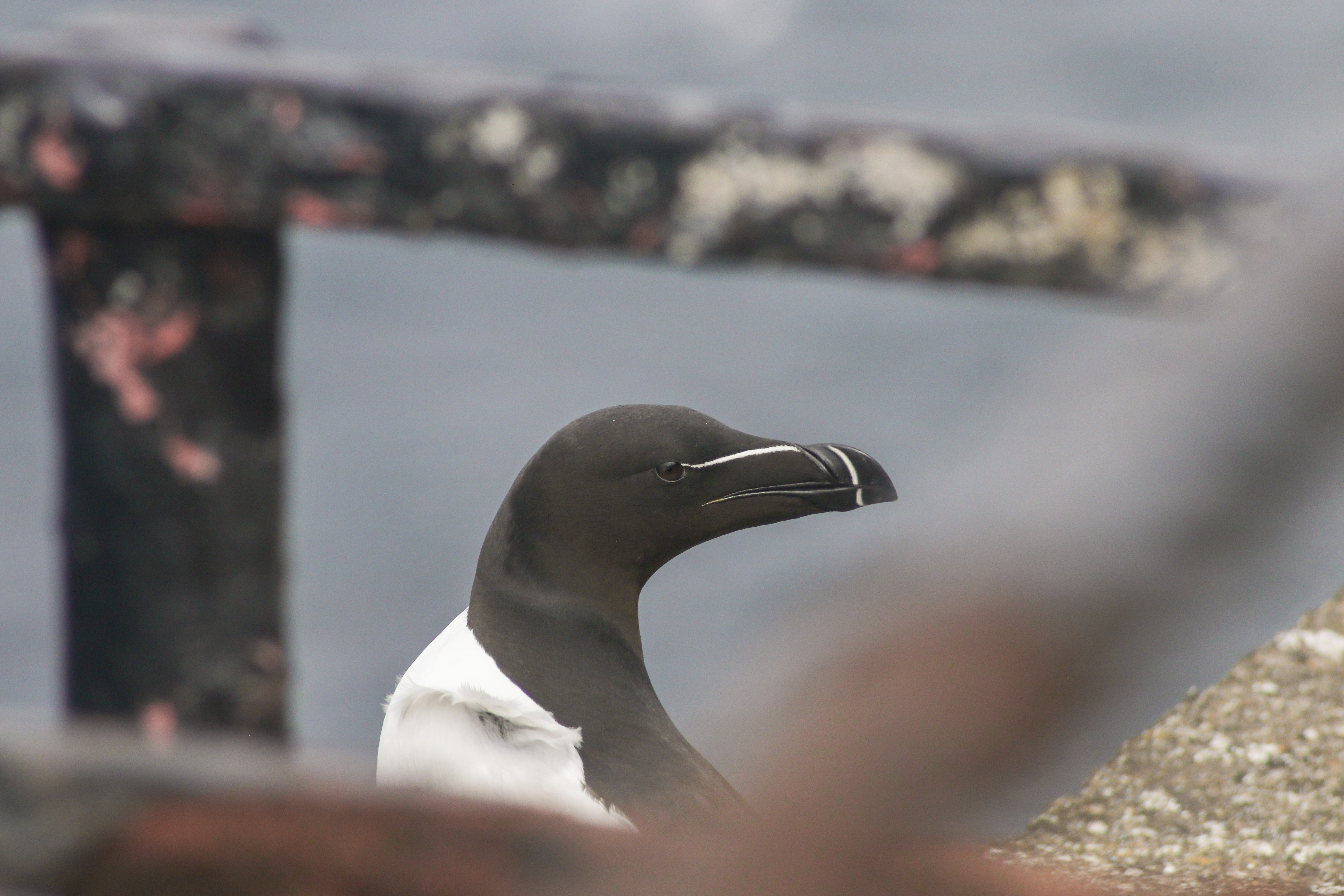 A razorbill sitting close to the walkway