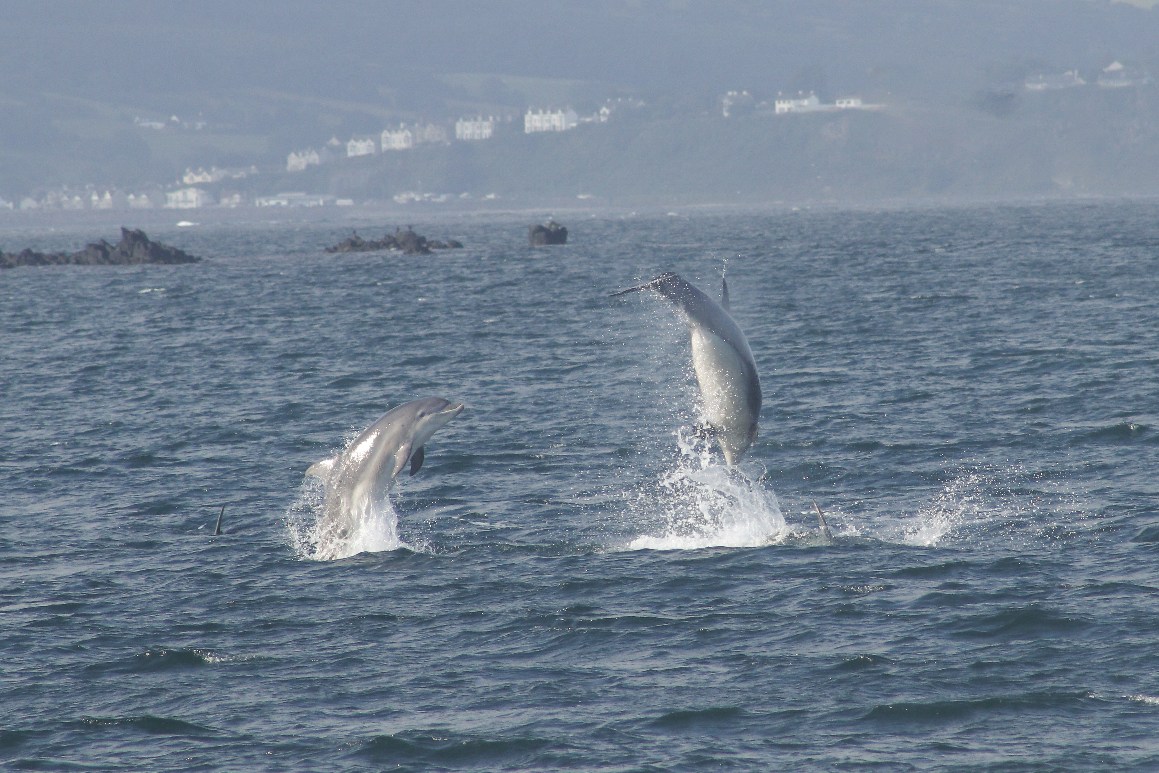 Two bottlenose dolphins jumping out the water