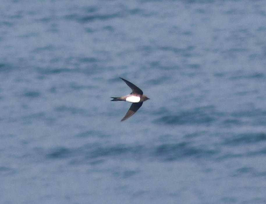 An alpine swift