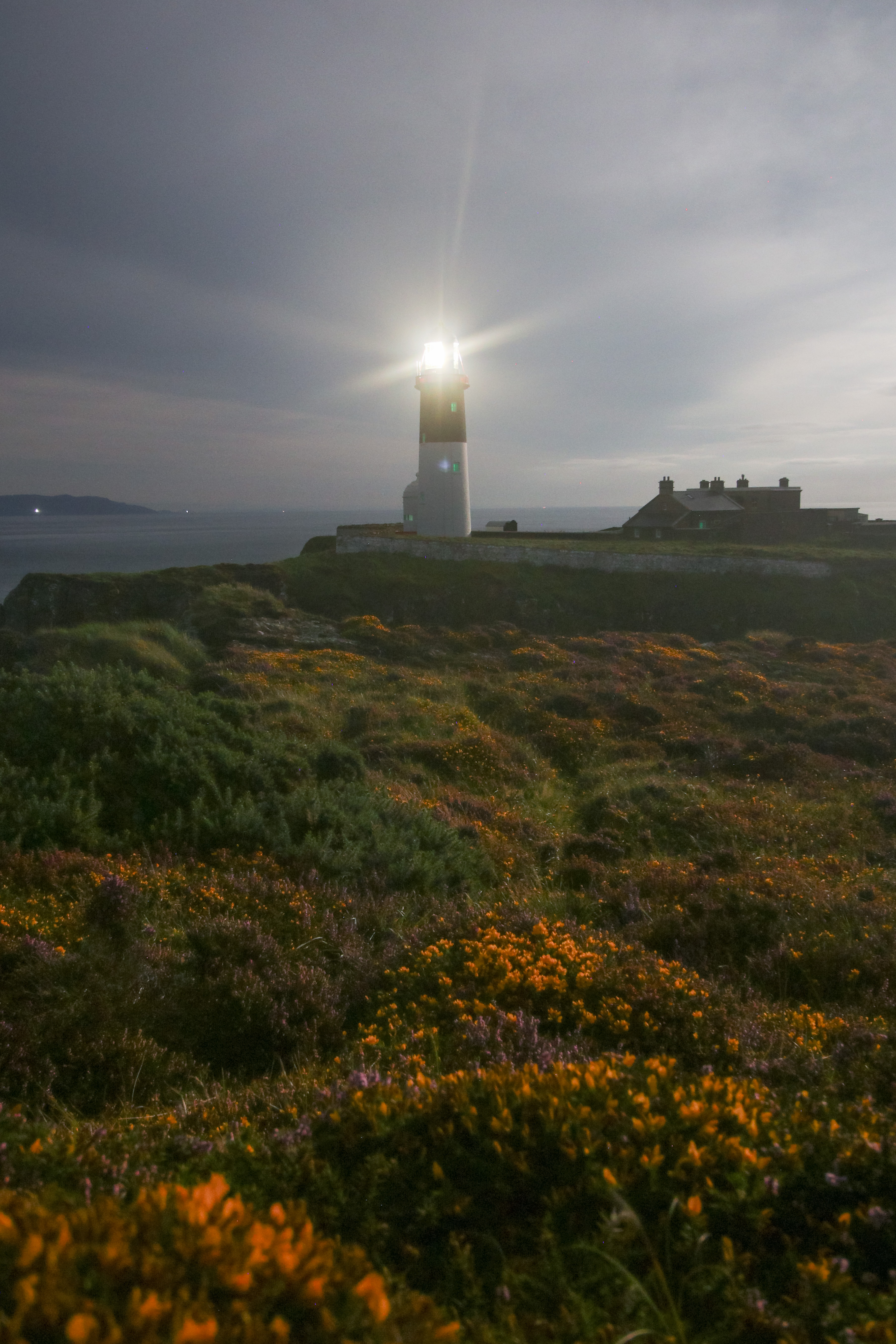 Flowering heather and gorse in the moonlight with the lighthouse in the background