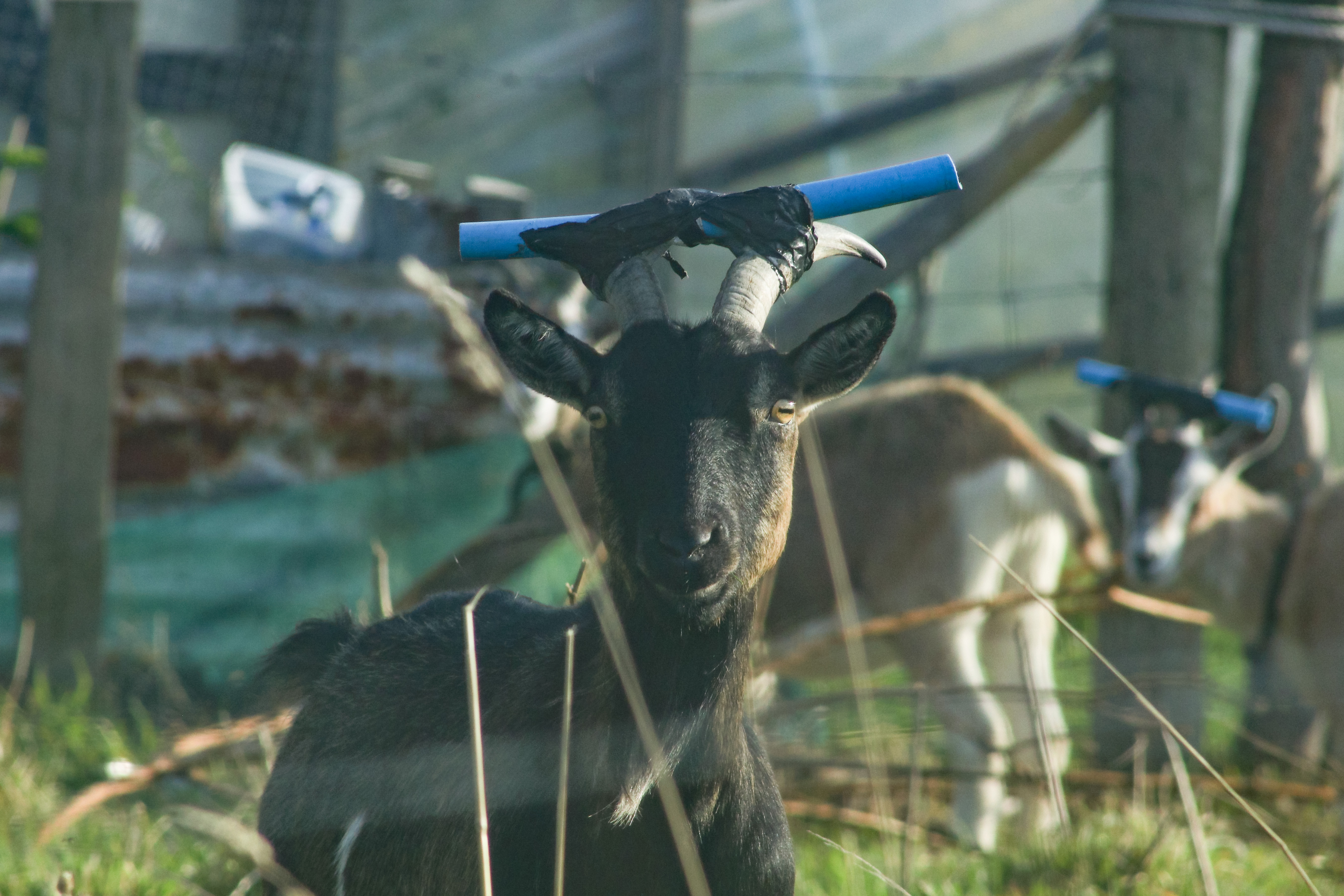 A goat with blue plastic tubing tapen to their horns