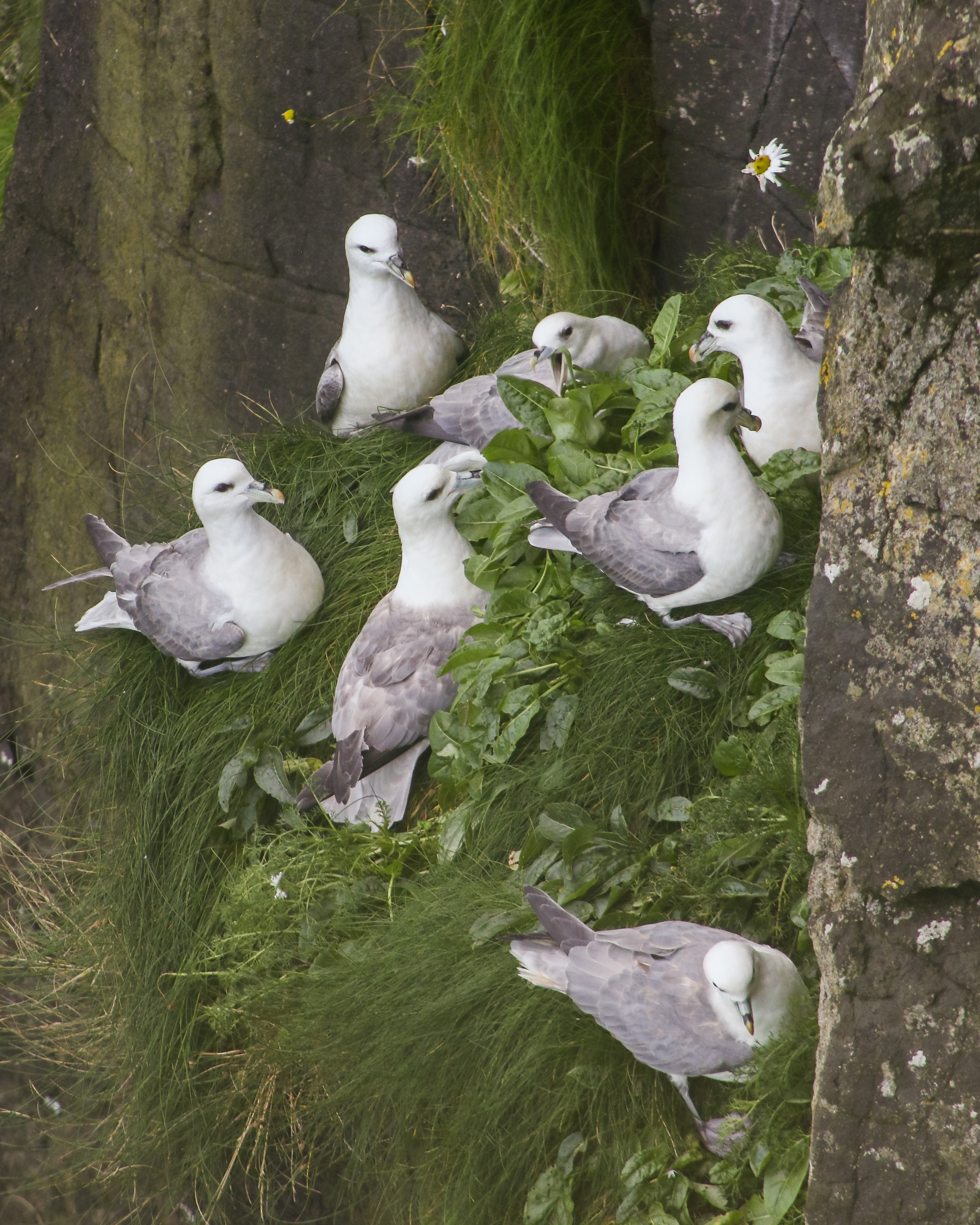 Seven fulmars all on a small ledge