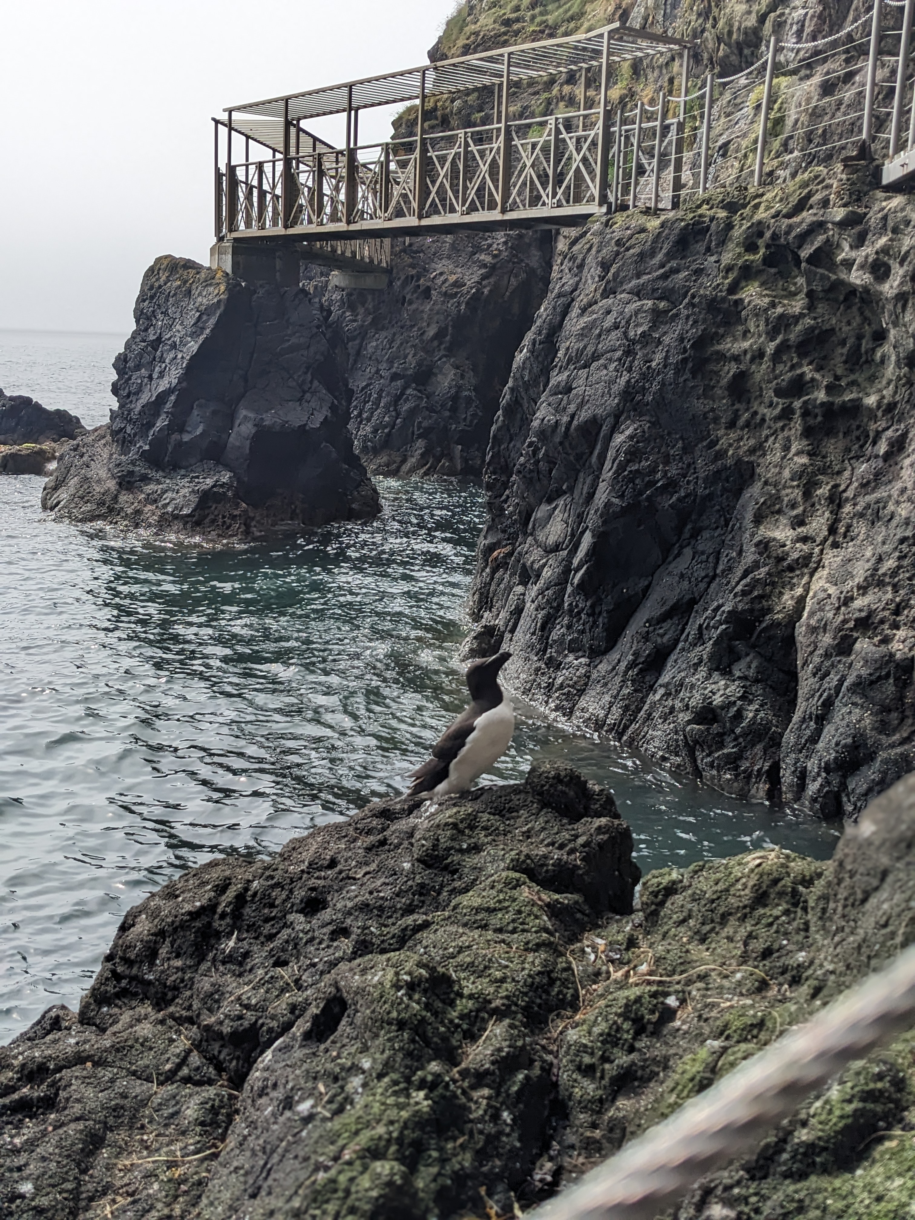 A razorbill sitting close to the walkway