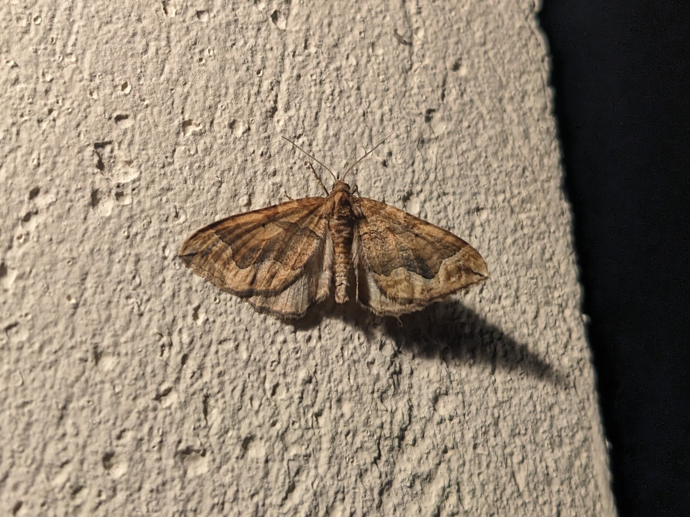 The dark spinach moth resting on a wall