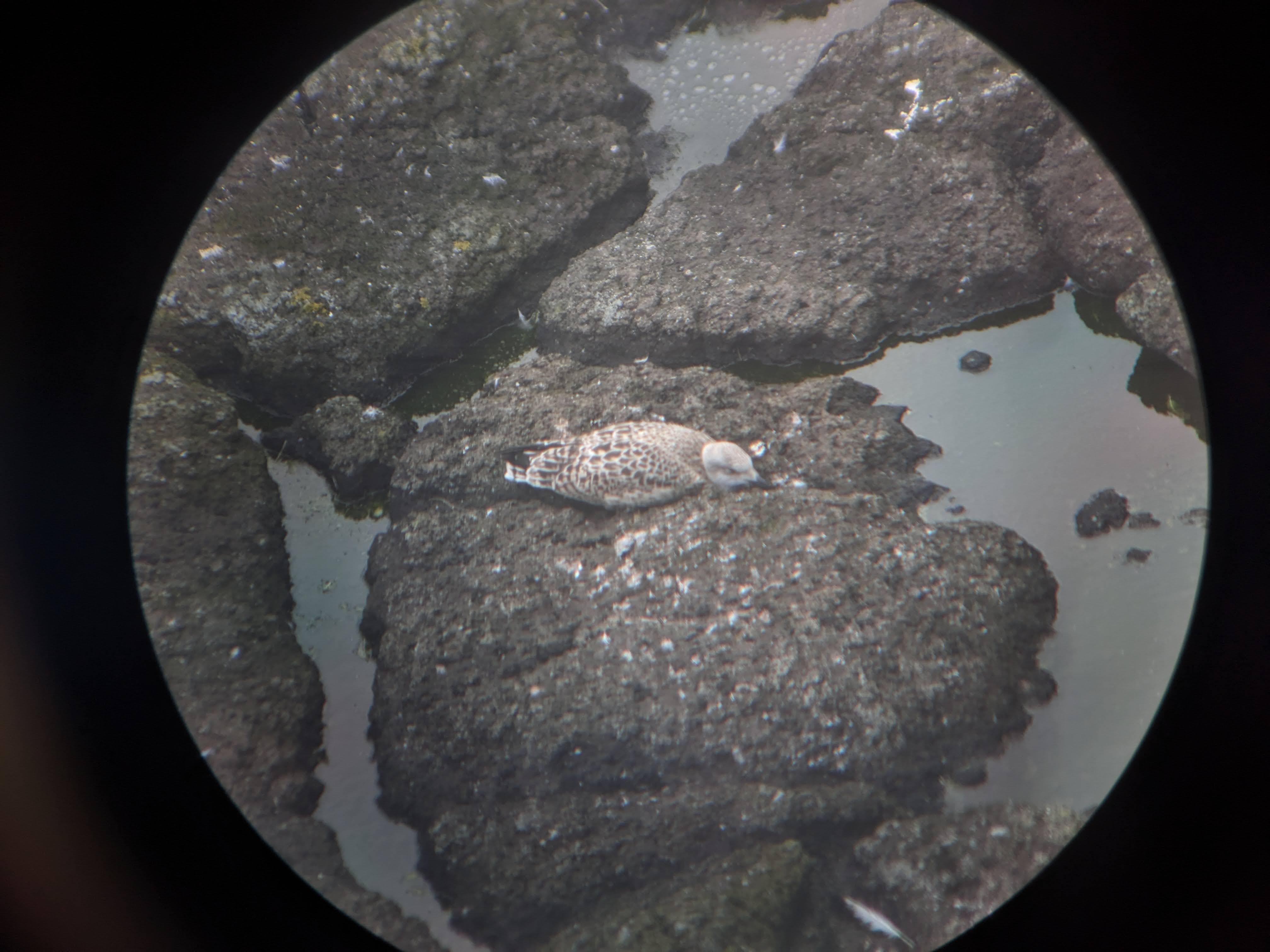 her majesty, a herring gull chick, sleeping on the rocks