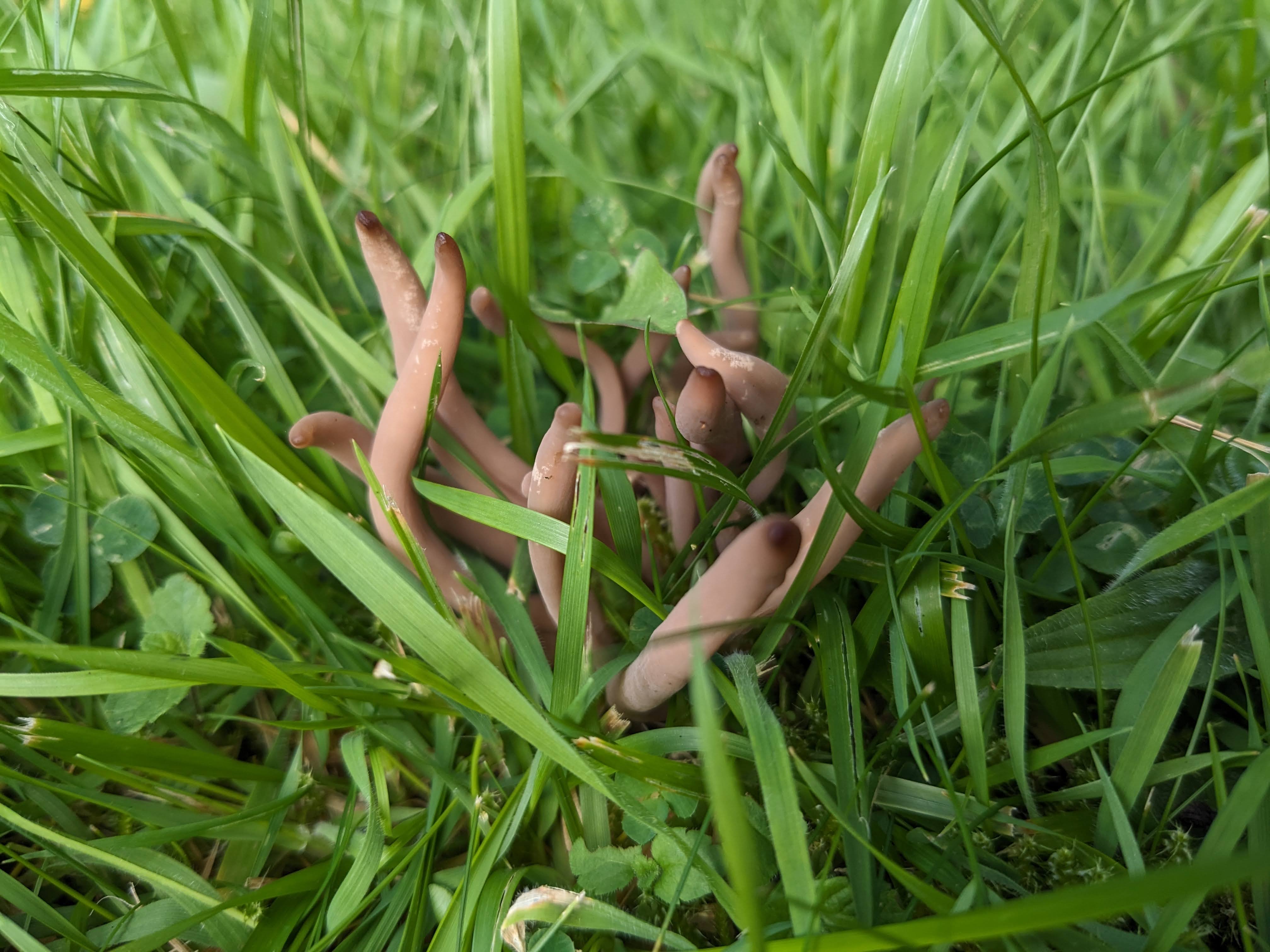 Buff coloured tendrals with blackened tips sprouting out of some grass