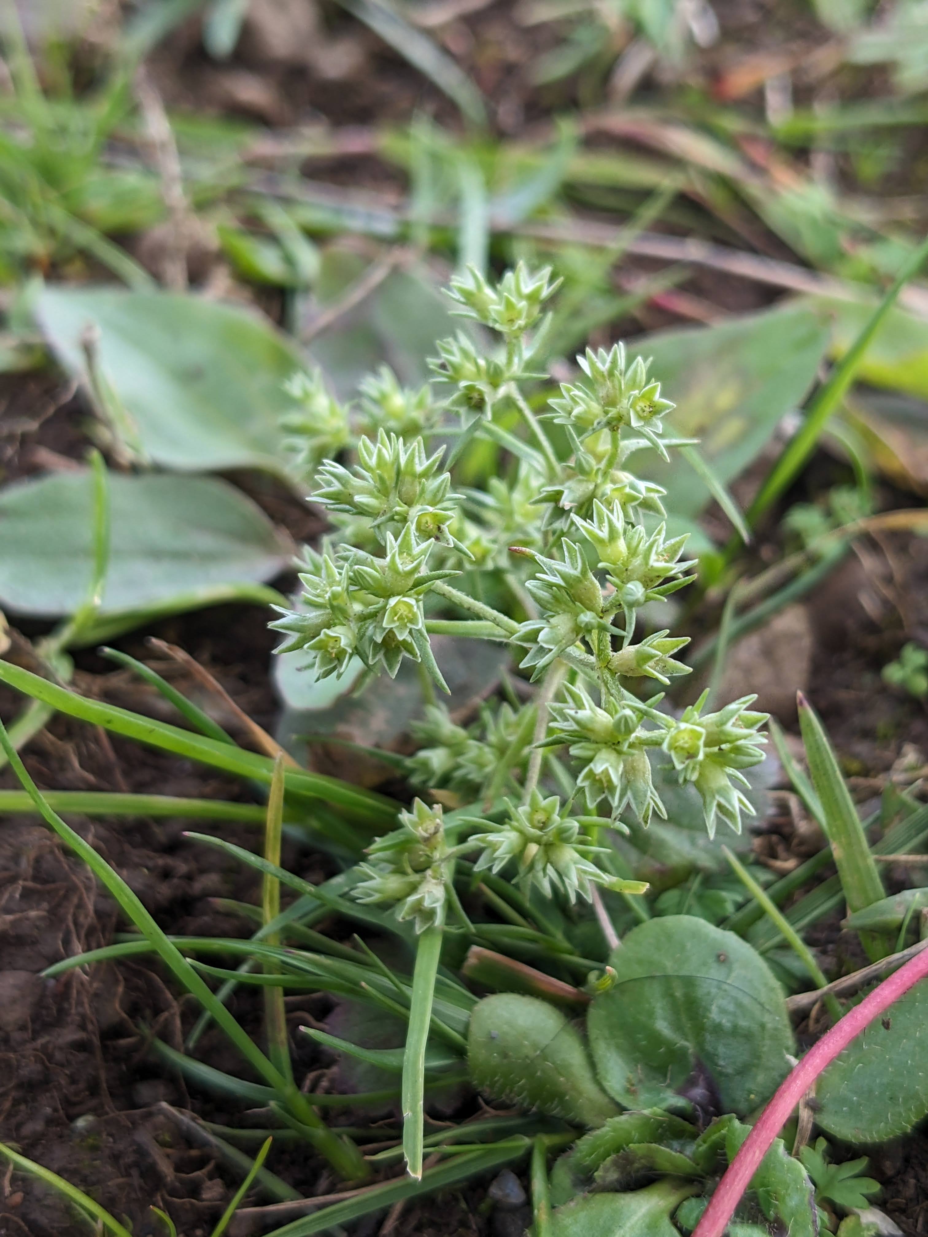 A close-up photo of the annual knawel plant