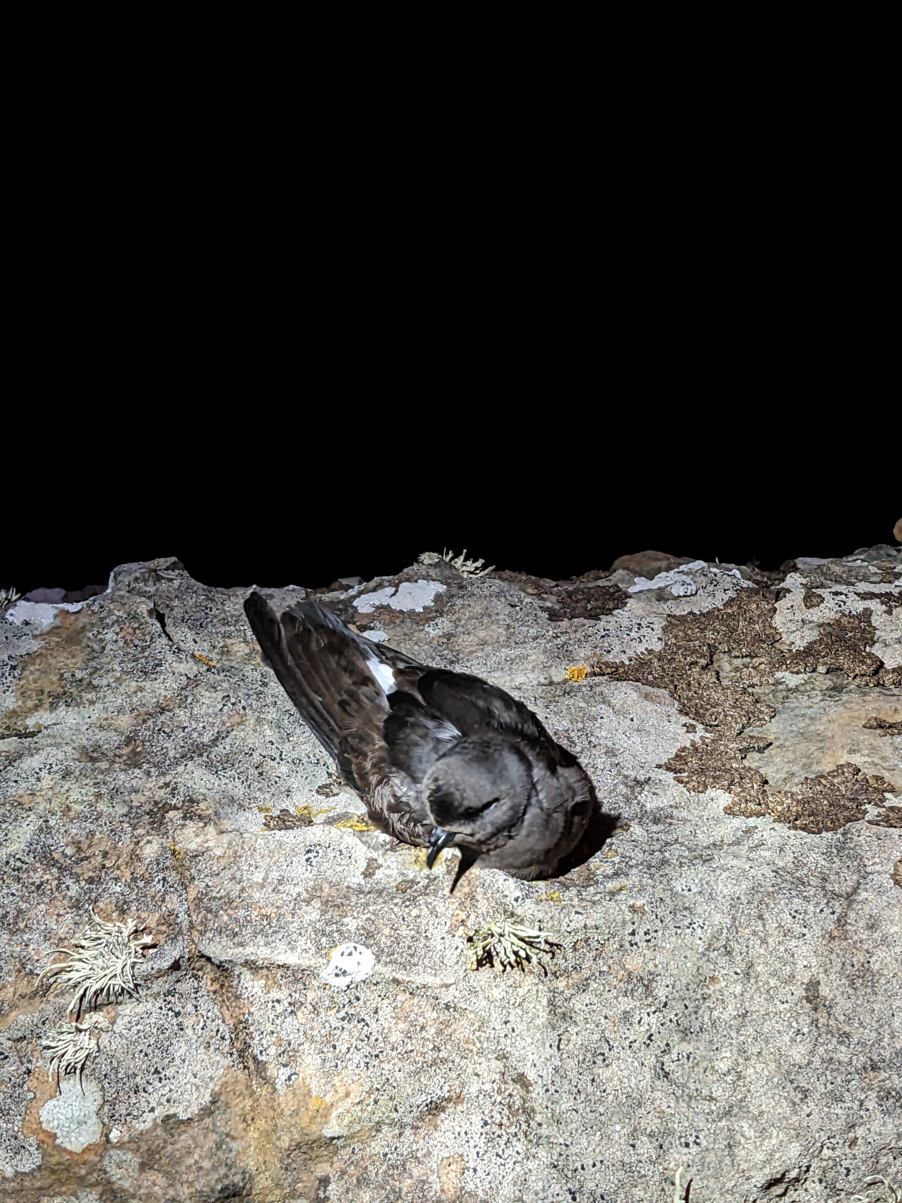 A storm petrel resting on a rock