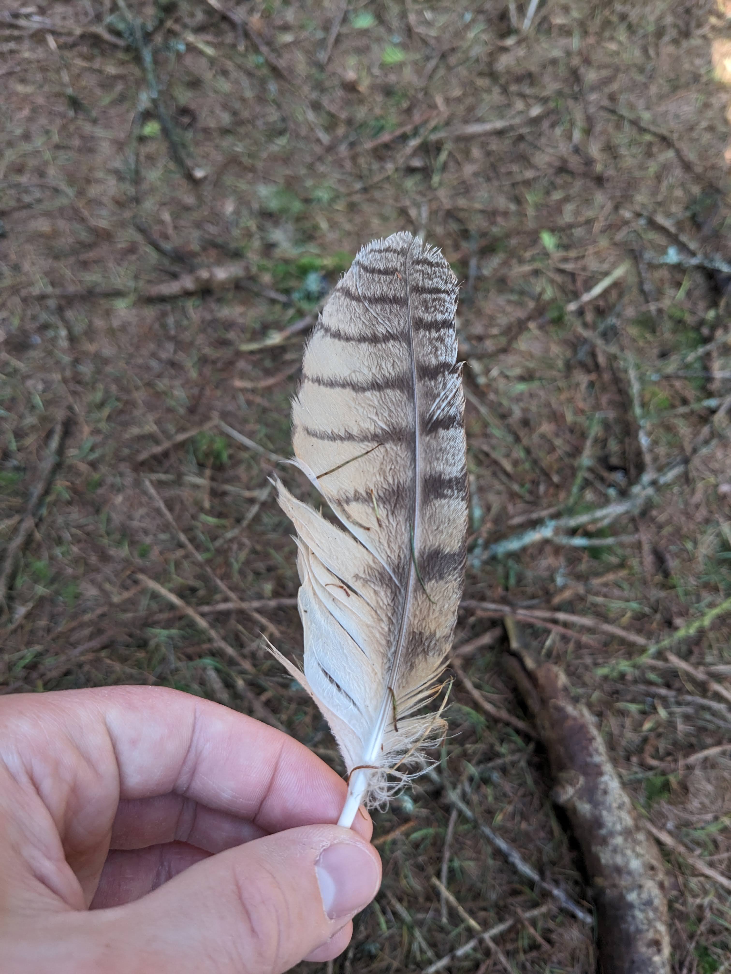 a large brown feather with black bars across it