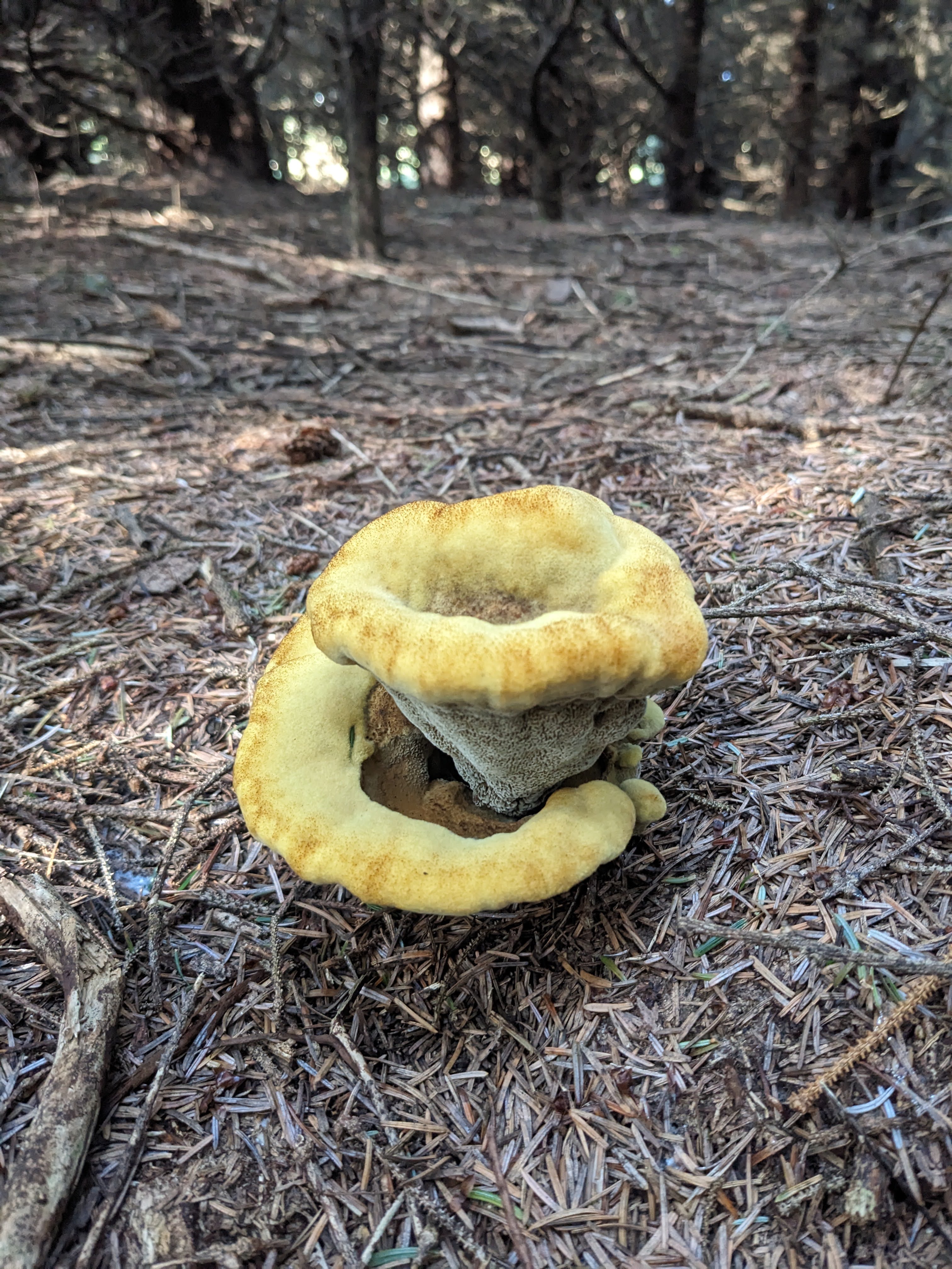 a yellow and grey felt-looking mushroom