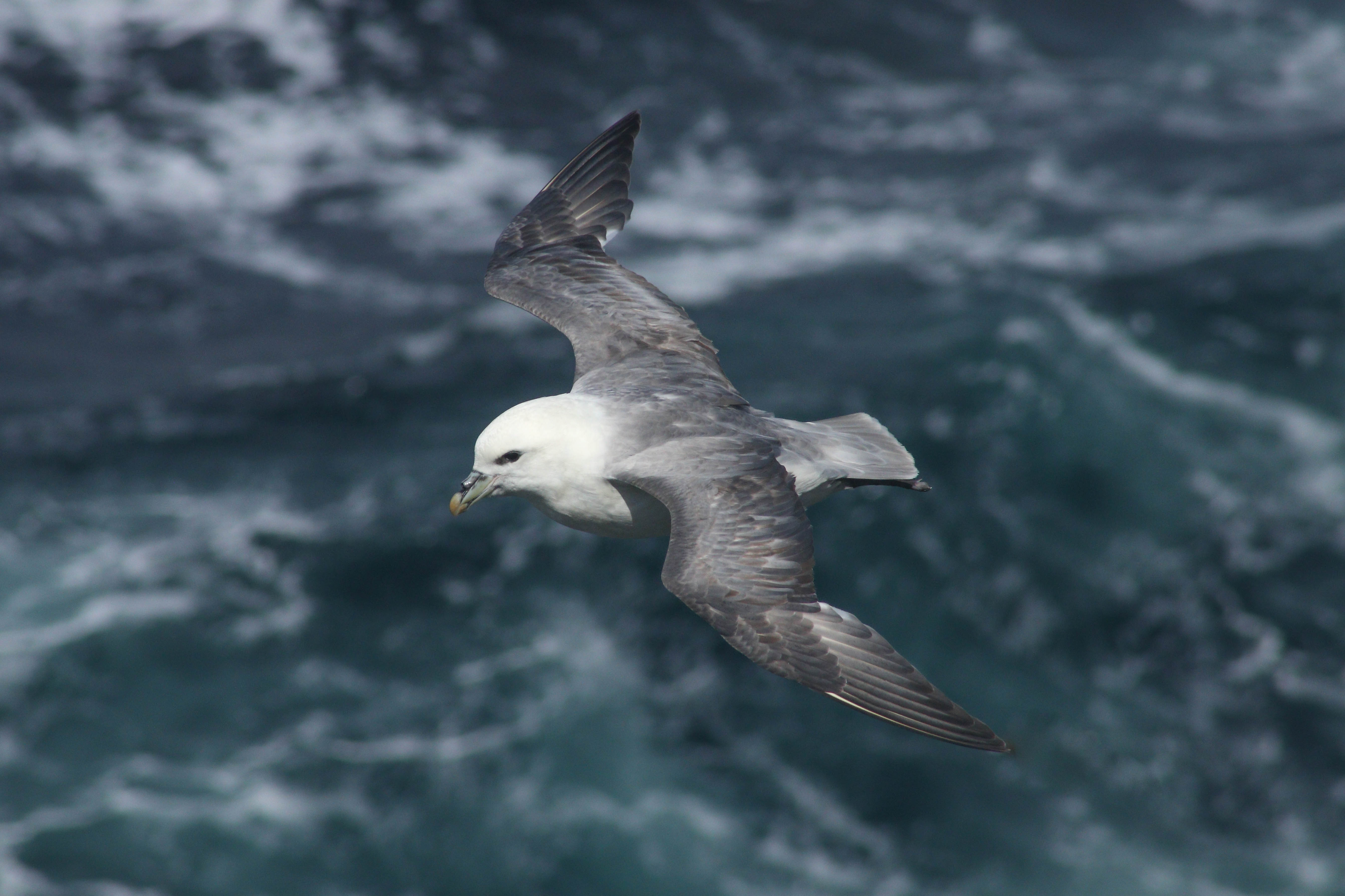 A fulmar in flight