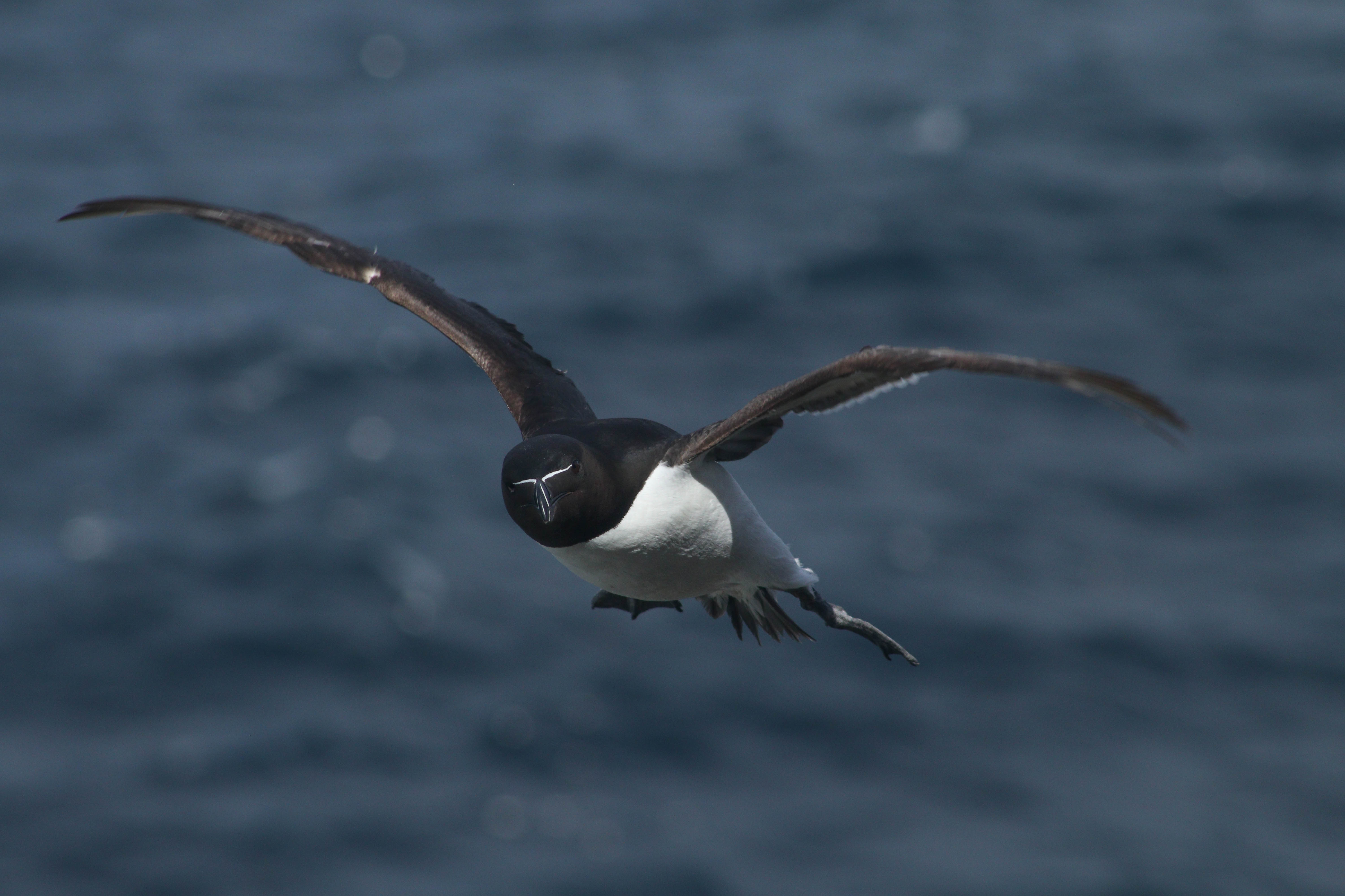 A Razorbill in flight