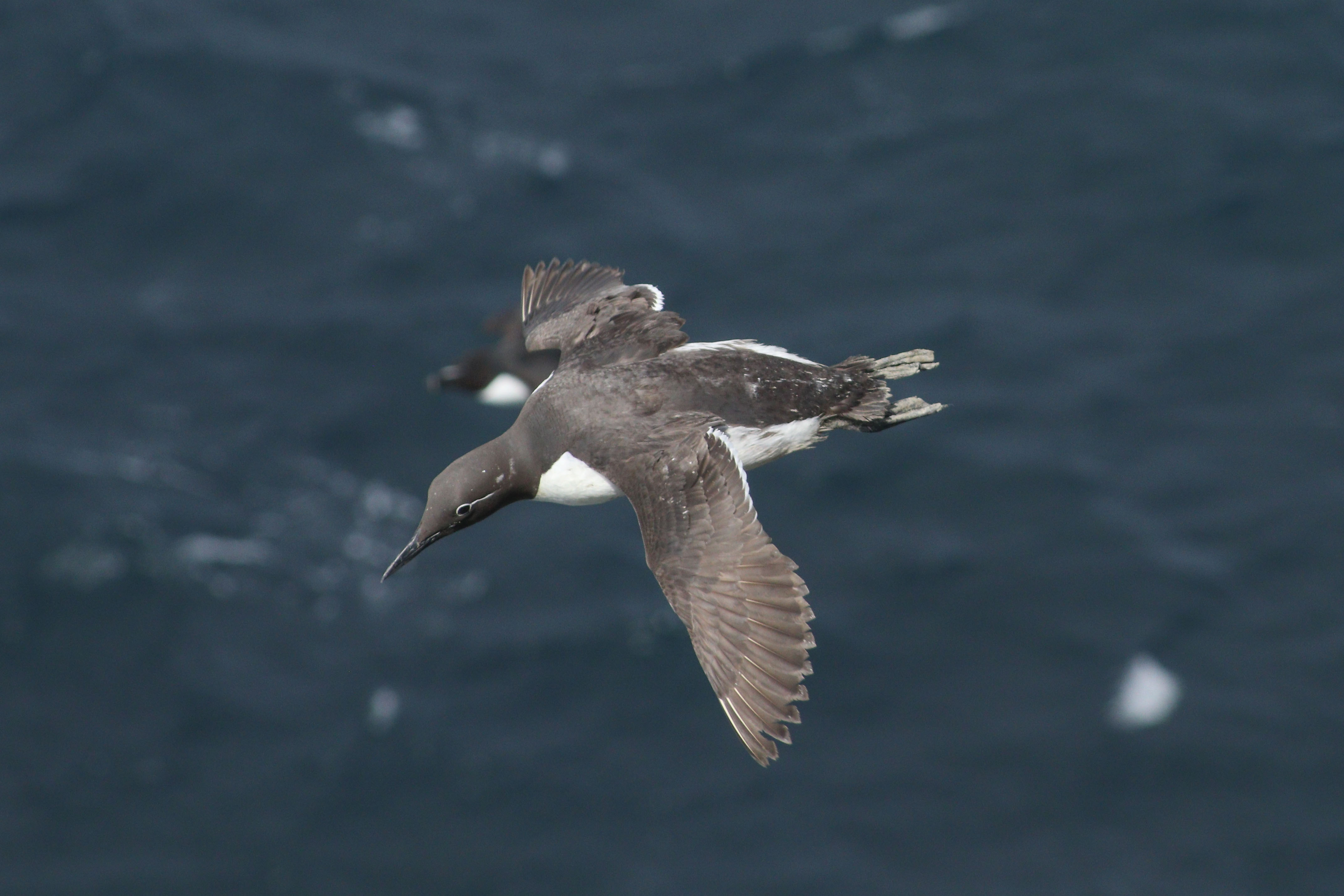 A guillemot in flight