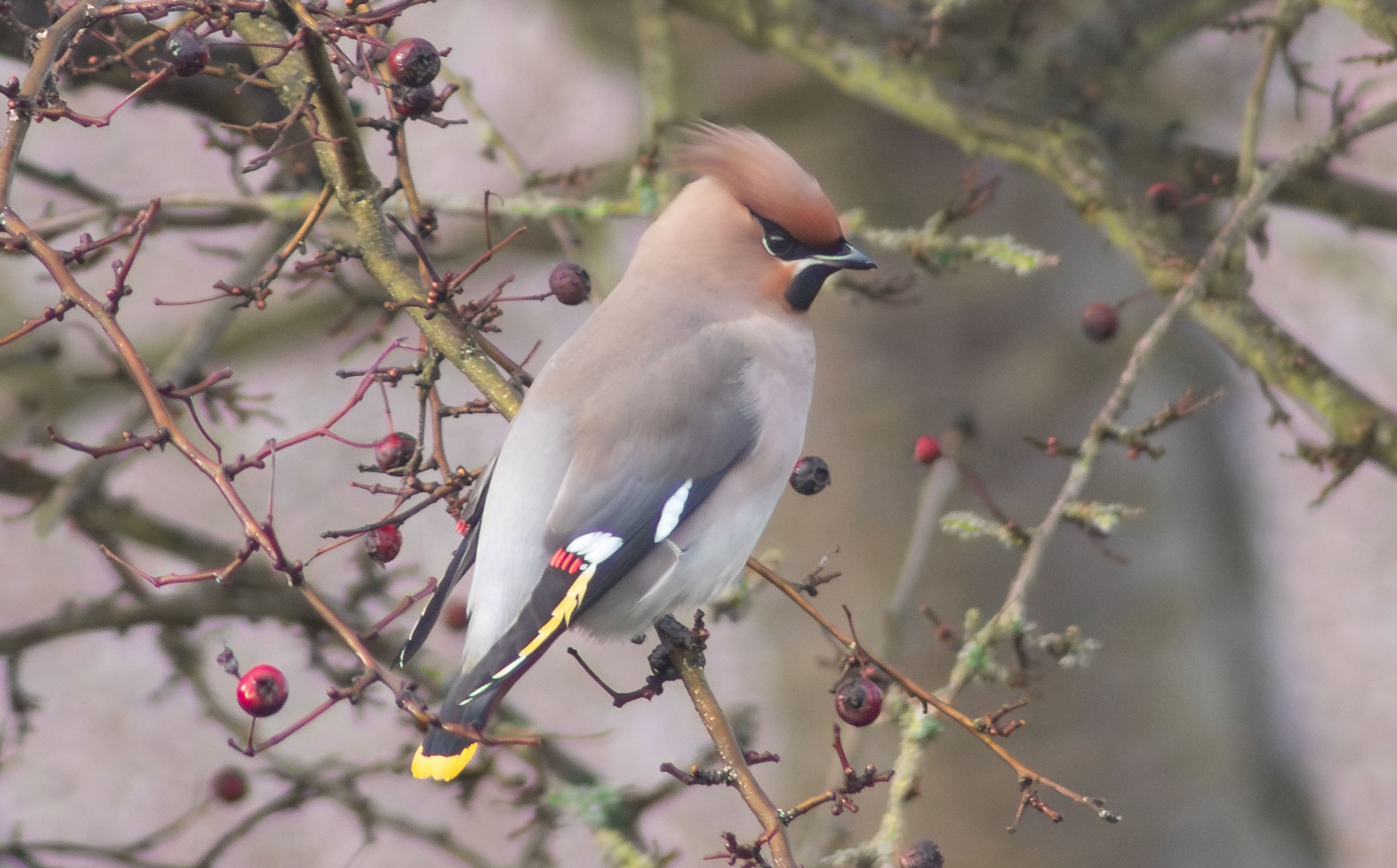 A waxwing in a tree