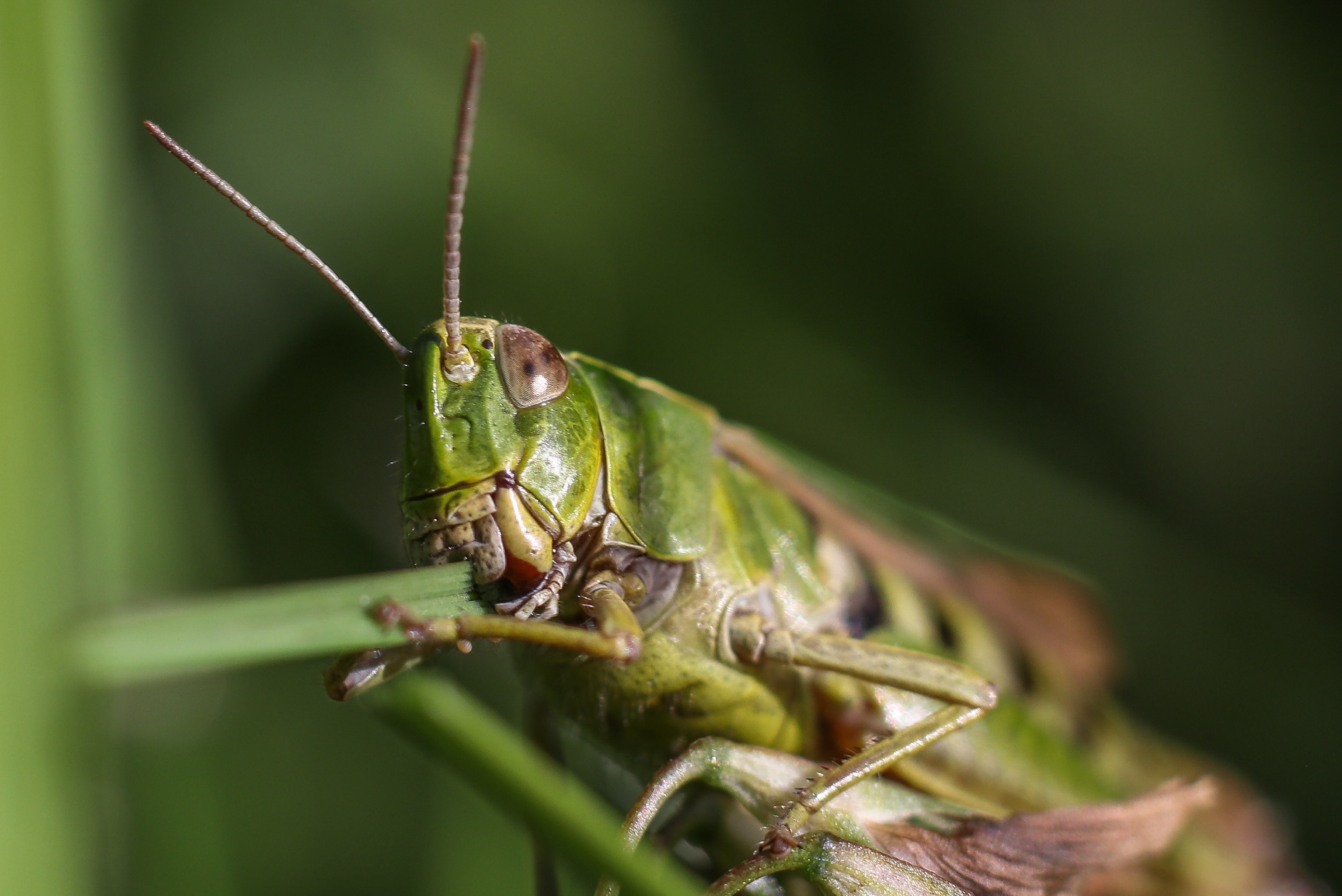 A grasshopper on a leaf surrounded by grass